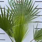 Mexická palma (Washingtonia Robusta) – výška kmeňa 20-30 cm, celková výška 80-100 cm, kont. C10L (-4°C) 